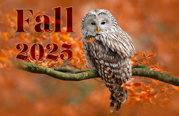 Image of an Owl in fall setting. Fall 2025