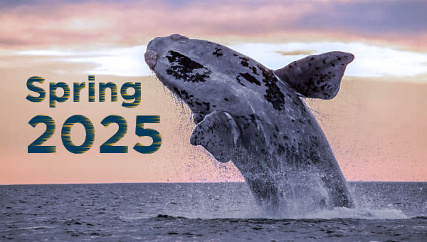 Spring 2025 Newsletter image of a right whale breaching