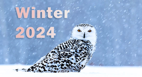 Photo of a snowy owl for winter 2024